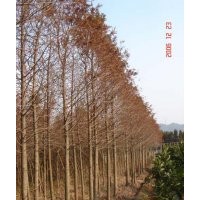 中山杉價(jià)格圖片/中山杉價(jià)格信息