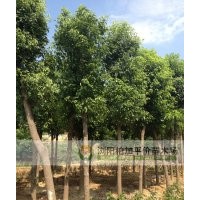 湖南長沙苗木種植|基地大香樟種植基地