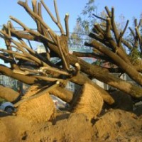 中國槐樹價格20公分國槐樹價格