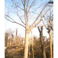 大型合歡樹基地合歡樹價格8公分合歡樹價格