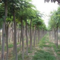 山東合歡樹價格走勢山東18公分合歡樹價格更新