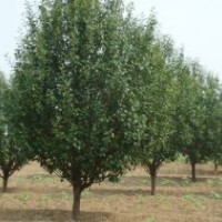 廣玉蘭價格,白玉蘭價格,辛夷價格,紫玉蘭價格,紅玉蘭價格