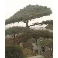 北京哪里有油松 2米高油松價格 景觀油松