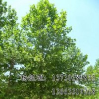 法桐價(jià)格，河北法桐長(zhǎng)期批發(fā)