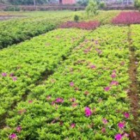 重慶園林苗木春鵑夏鵑紅繼木紅葉石楠西洋鵑金葉女貞八角金盤四季