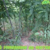 出售國槐國槐小苗國槐基地