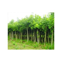 山東白蠟價格行情,山東冠縣毛白楊價格行情,毛白楊小苗價格