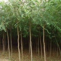 供應(yīng)白榆2-3年生火炬