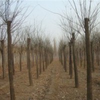 5公分國(guó)槐價(jià)格