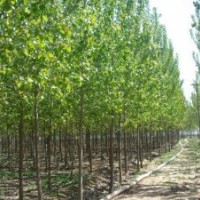 長(zhǎng)期大量供應(yīng)速生楊樹工程綠化苗胸徑4-12公分（可帶根或帶土球）