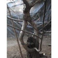 特供大型流蘇樹樁