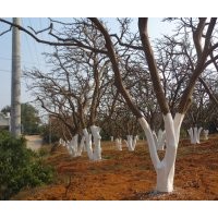 大量供應(yīng)香泡移栽苗