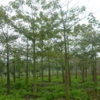 本園有10-20公分美麗木棉