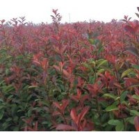 高2米地徑1.2--2.2公分的高桿的紅葉石楠僅賣7元