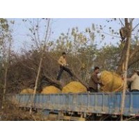 2014國(guó)槐 合歡 法桐價(jià)格