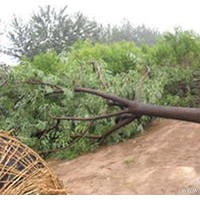 山東國槐國槐價格