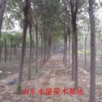 10公分國(guó)槐價(jià)格