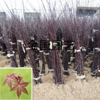 江蘇紅楓苗價格嫁接中國紅紅楓小苗1米高紅楓苗