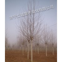 2014法桐新資訊 法桐最新報(bào)價(jià)