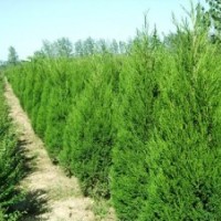 供應(yīng) 檜柏 圓柏 甘肅綠化苗木基地塔柏基地
