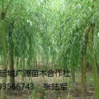 柳樹(shù)出售、1-15公分垂柳、張和柳價(jià)格優(yōu)惠供應(yīng)