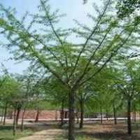 優(yōu)惠價(jià)出售樸樹，紫薇樹 實(shí)生銀杏，高嫁接銀杏