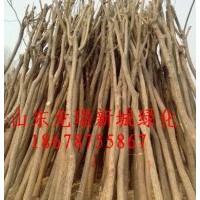 現(xiàn)貨國槐 白蠟 待裝車裸根國槐