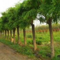 供應(yīng)速生構(gòu)樹(shù)