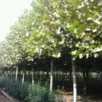 櫻花、碧桃、法桐、紫葉李、西府海棠