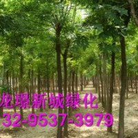 6公分至8公分裸根國槐價格解析