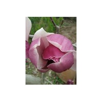 江蘇1-2米高紫玉蘭苗銷售