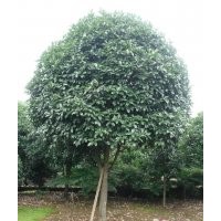 湖南長沙桂花樹，桂花批發(fā)，桂花栽培，桂花價格，特價桂花