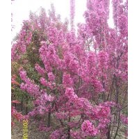 供應(yīng)櫻花.東紅.西府.北美海棠(亞當(dāng).絢麗)