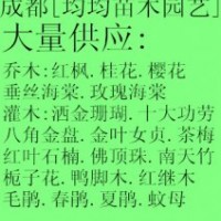 四川成都溫江灑金珊瑚.佛頂珠.南天竹基地