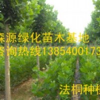山西法桐價格-8公分法桐10公分法桐12公分法桐15公分法桐