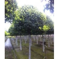 供應(yīng)成都桂花 成都丹桂苗木 單桿高分枝精修桂花