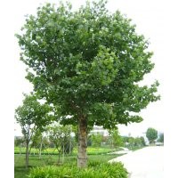 苗圃出售22公分23公分24公分國槐