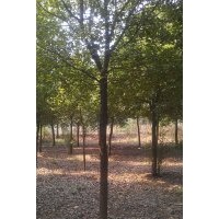 供應(yīng)香樟,三角楓,紅葉石楠,大葉女貞等.