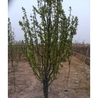 供應各種規(guī)格八棱海棠樹