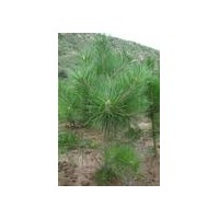 供應(yīng)高20公分-60公分營(yíng)養(yǎng)杯容器袋白皮松小苗