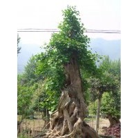 2014哪里銀杏最便宜（首選聚豐銀杏園林）