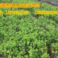 大量供應(yīng)叢生金葉女貞，金葉女貞小苗，營養(yǎng)缽金葉女貞苗