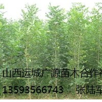 出售白蠟、2、3公分以上低價白蠟優(yōu)惠供應(yīng)