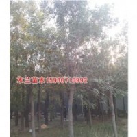 白蠟報(bào)價(jià)河北木蘭苗木種植基地