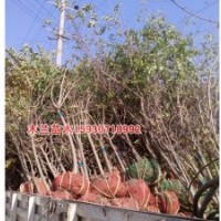 金葉女貞價格低河北木蘭苗木種植基地