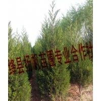 供應(yīng)1米側(cè)柏、1.5米側(cè)柏、2米側(cè)柏，2.5米側(cè)柏，3米側(cè)柏