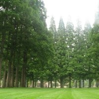 水杉價格最新，每年供應(yīng)水杉