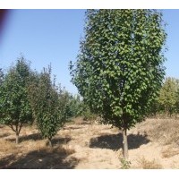 10公分八棱海棠樹