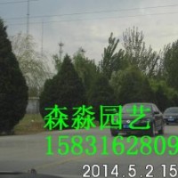 5米的河南檜柏，行道樹，一級苗