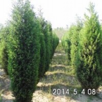 3米北京儈柏，一級苗